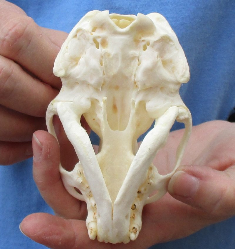 North American Otter Skull for Sale 4-5/8 inches by 2-7/8 inches