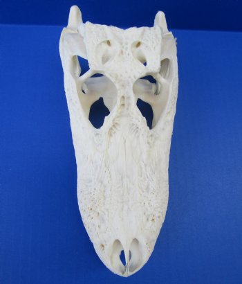 7 to 8 inches Florida Alligator Skulls <font color=red> Wholesale</font>,- 2 @ $55.00 each 