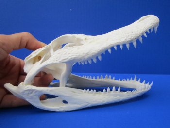 7 to 8 inches Florida Alligator Skulls <font color=red> Wholesale</font>,- 2 @ $55.00 each 