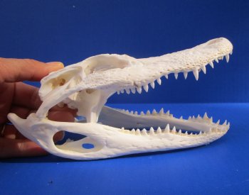 7 to 8 inches Florida Alligator Skulls <font color=red> Wholesale</font>,- 2 @ $55.00 each 