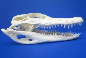 7 to 8 inches Florida Alligator Skulls <font color=red> Wholesale</font>,- 2 @ $55.00 each 