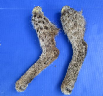 2 Wild Bobcat Legs 10-1/2 and 11-3/4 inches