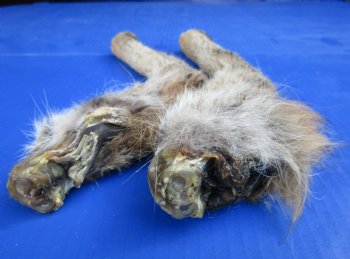 2 Wild Bobcat Legs 10-1/2 and 11-3/4 inches Preserved with Formaldehyde for $17.50 each