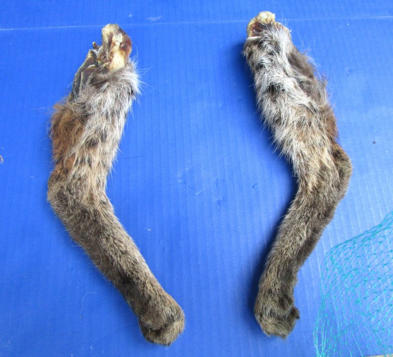 2 Bobcat Legs 10-1/2 and 10-3/4 inches Preserved with Formaldehyde