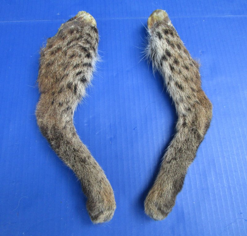 2 Bobcat Legs 10-1/2 and 10-3/4 inches Preserved with Formaldehyde