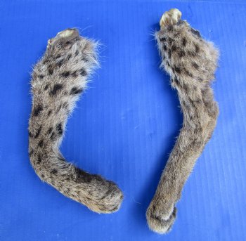 2 Bobcat Legs for Sale Preserved with Formaldehyde