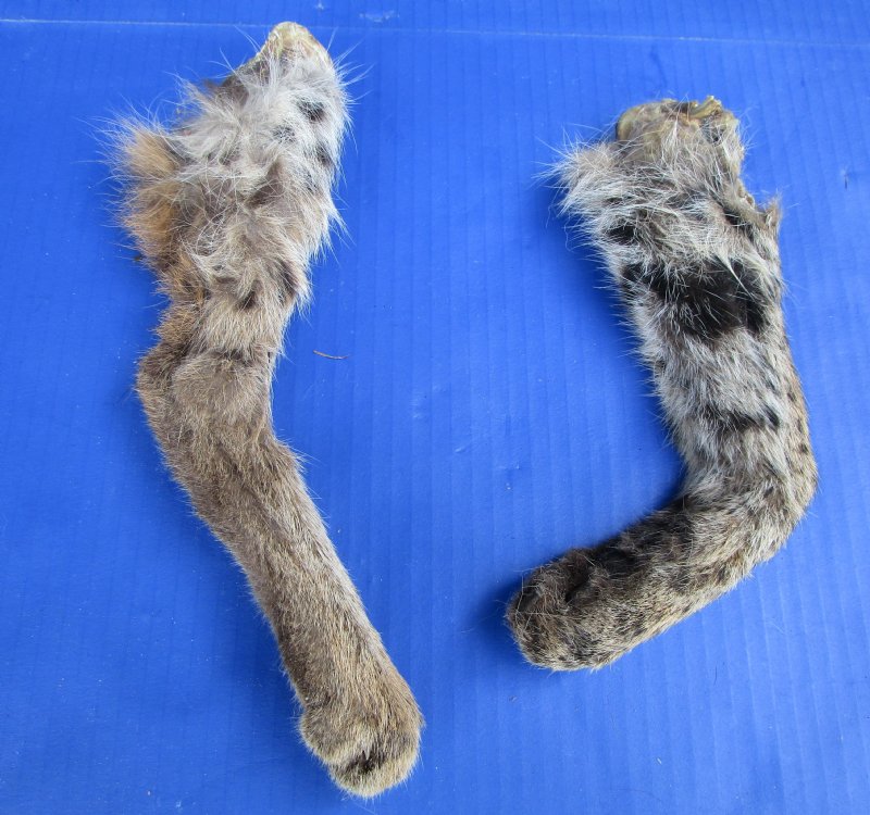 2 Bobcat Legs for Sale Preserved with Formaldehyde