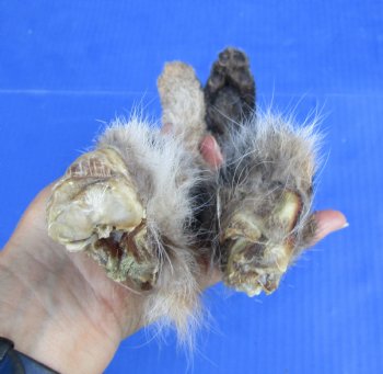 2 Bobcat Legs for Sale Preserved with Formaldehyde 8-1/2 and 10 inches for $17.50 each