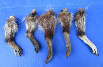 5 Real Raccoon Legs Preserved with Formaldehyde - $19.99