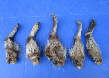 5 Real Raccoon Legs Preserved with Formaldehyde - $19.99