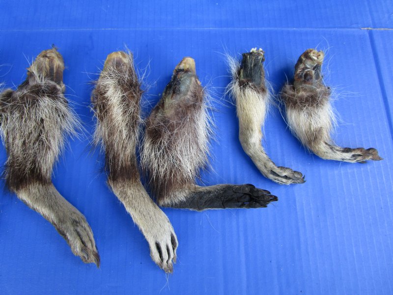 10 Real Raccoon Legs, Feet Preserved in Formaldehyde for $39.99