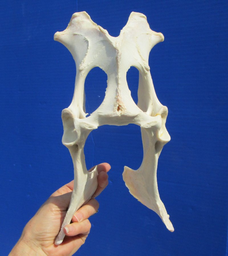 10-3/4 inches Authentic Whitetail Deer Pelvis Bone for $14.99