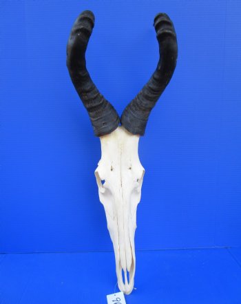 Red Hartebeest Skull and Horns <font color=red> Wholesale</font> - 2 @ $85 each; 3 @ $77 each