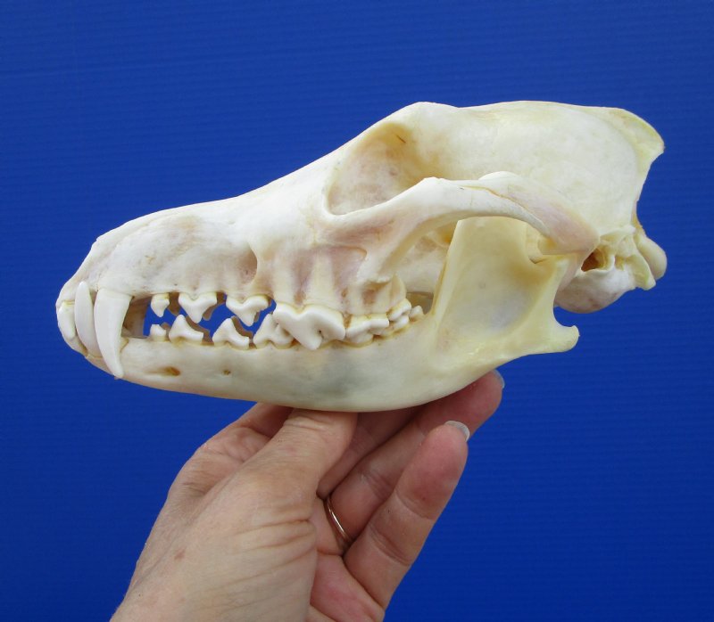 7-1/2 inches Real Coyote Skull for $39.99