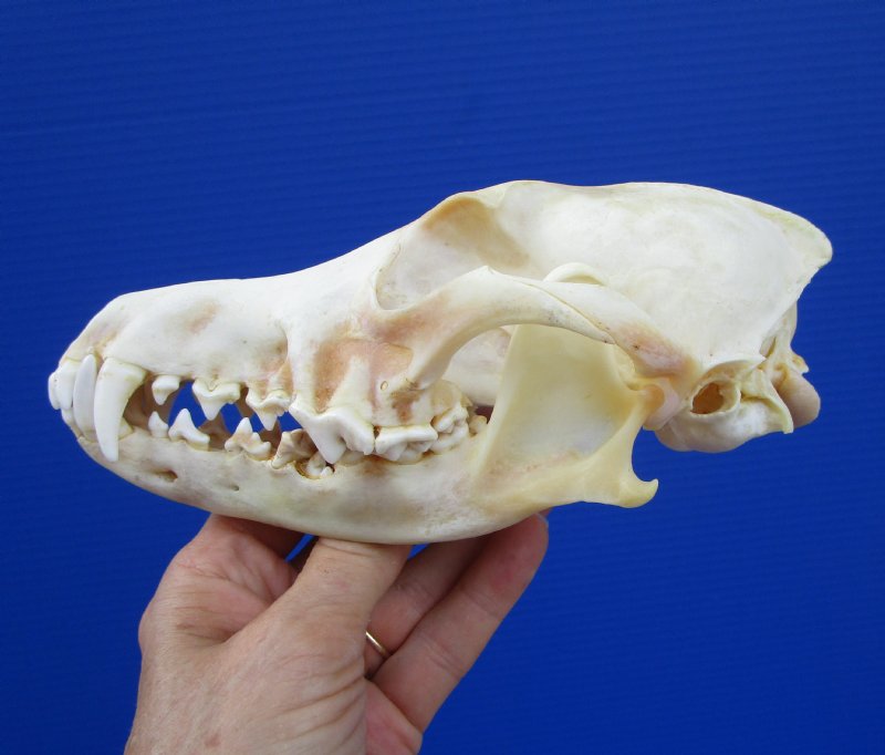 7-1/2 inches Authentic American Coyote Skull for $39.99