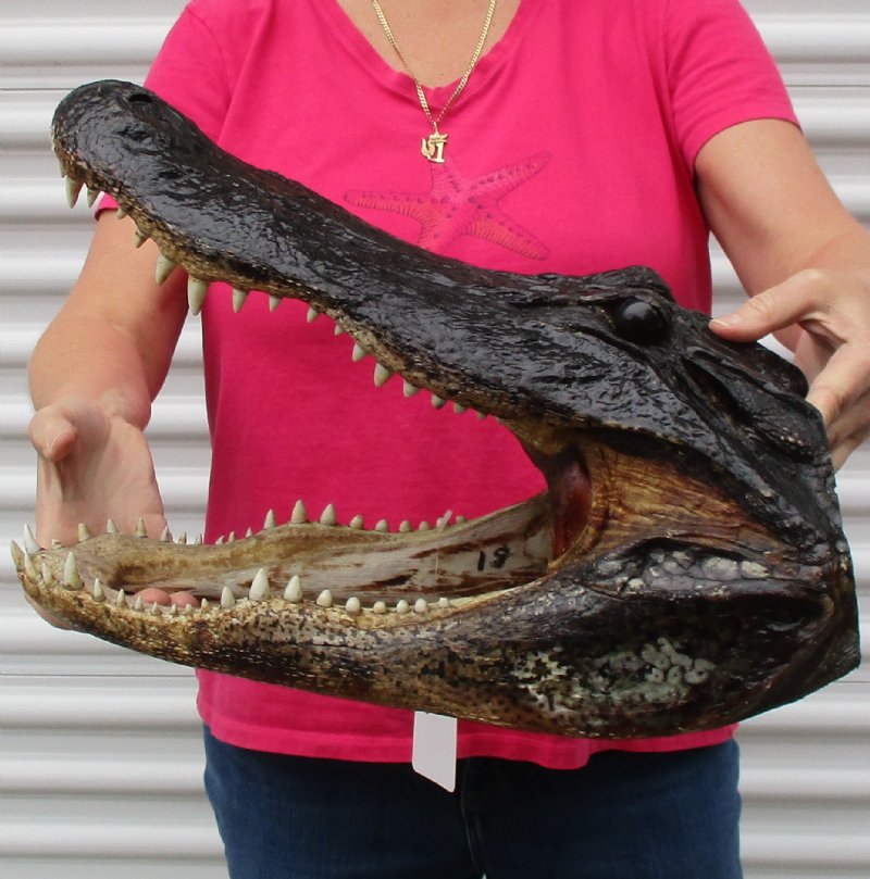 Large Alligator Head For Sale