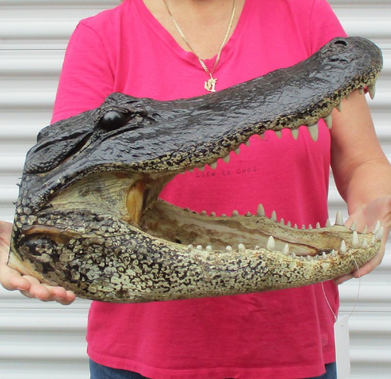 Alligator Head For Sale