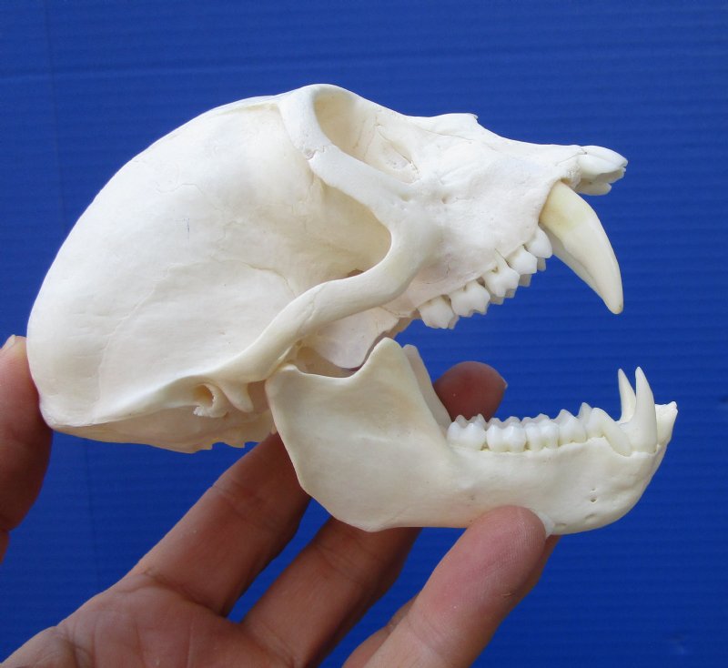 Good Quality 4-1/2 inches Large Male Vervet Monkey Skull