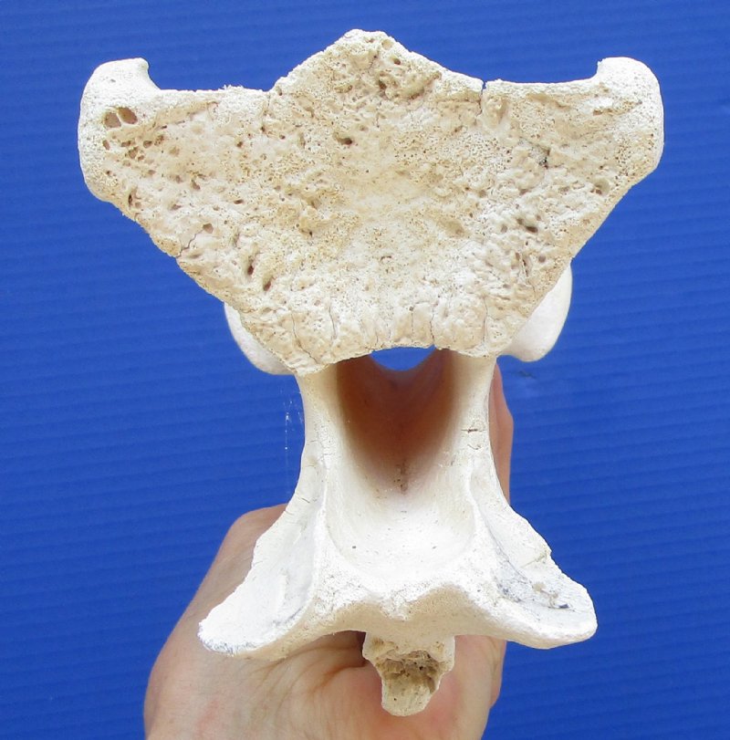 African Giraffe Neck Vertebrae Bone 11 by 5 inches for $79.99 (CITES