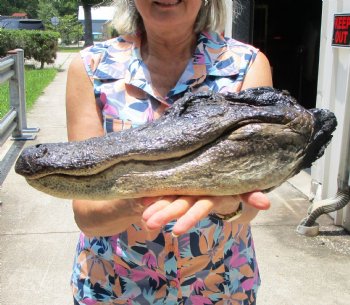 15-1/2 inches Preserved Florida Alligator Head (Mouth and Eyes Closed) for $69.99