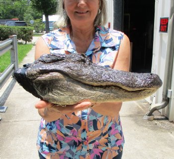 15-1/2 inches Preserved Florida Alligator Head (Mouth and Eyes Closed) for $69.99