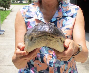 15-1/2 inches Preserved Florida Alligator Head (Mouth and Eyes Closed) for $69.99