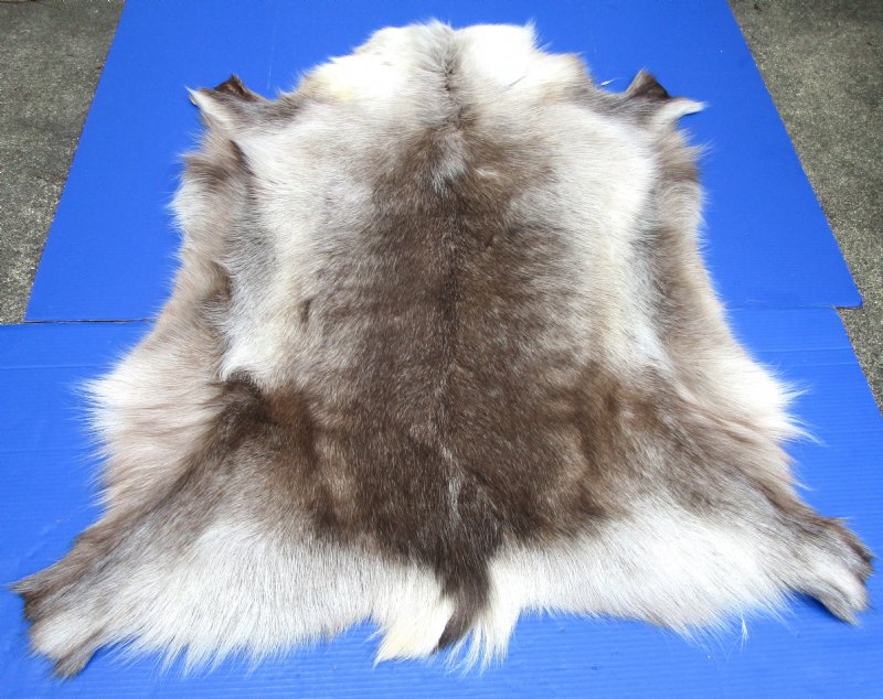 42 by 38 inches Finland Reindeer Skin, Hide for Sale