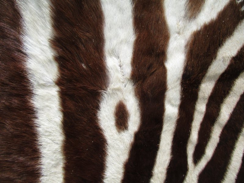Zebra Hide with Ostrich Feather Trim