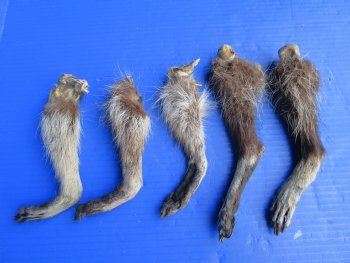 5 Real Raccoon Legs Preserved with Formaldehyde - $19.99