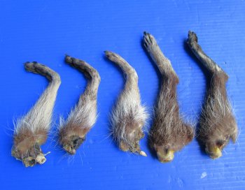 5 Real Raccoon Legs Preserved with Formaldehyde - $19.99