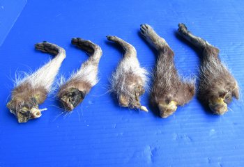 5 Real Raccoon Legs Preserved with Formaldehyde - $19.99