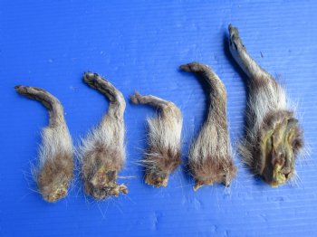 5 Real Raccoon Legs Preserved with Formaldehyde - $19.99