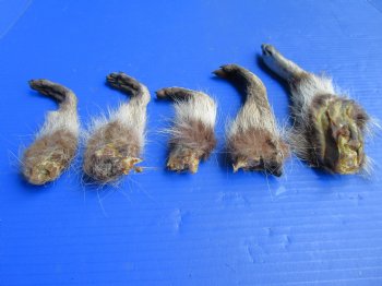 5 Real Raccoon Legs Preserved with Formaldehyde - $19.99