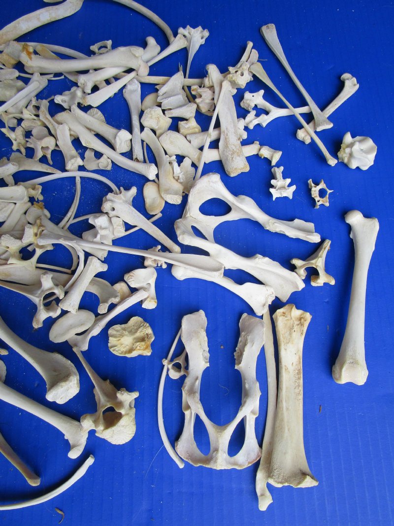 200 Assorted Tiny and Small Animal Bones for .35 each