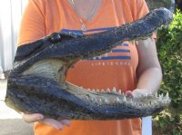 16 inches Large Alligator Heads <font color=red> Wholesale</font>  - Case of 2 @ $80 each