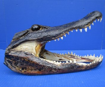 16 inches Large Alligator Heads <font color=red> Wholesale</font>  - Case of 2 @ $80 each