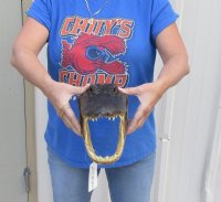 13 inches Taxidermy Alligator Heads <font color=red> Wholesale</font> - Pack of 4 @ $31 each