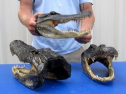 13 inches Taxidermy Alligator Heads <font color=red> Wholesale</font> - Pack of 4 @ $31 each