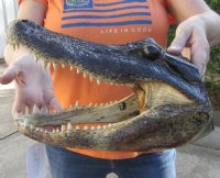 13 inches Alligator Head Souvenir - $49.99