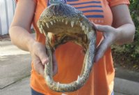 13 inches Alligator Head Souvenir - $49.99