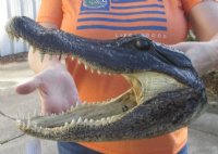 13 inches Alligator Head Souvenir - $49.99