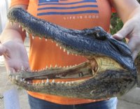 13 inches Alligator Head Souvenir - $49.99