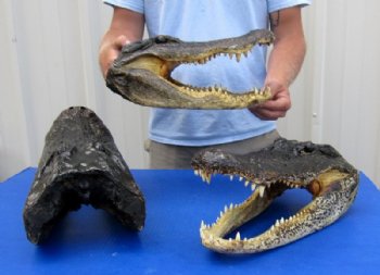 15 inches Large Alligator Head for Sale <font color=red> Wholesale</font> -  3 @ $54 each