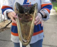 14 inches Large Taxidermy Louisiana Alligator Head for Sale - $59.99