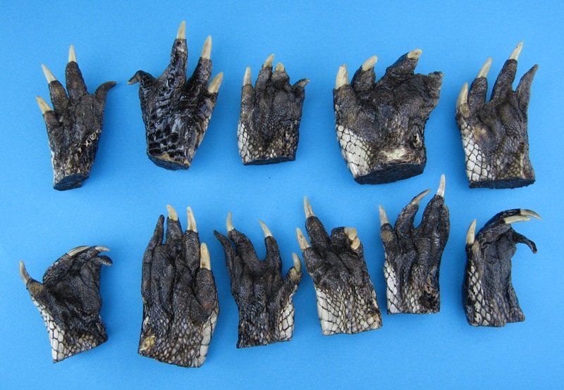 Large Preserved Alligator Feet for Sale 3 to 5 inches Bag of 3 for $3. ...