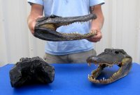 15 inches Large Alligator Head for Sale <font color=red> Wholesale</font> -  3 @ $54 each