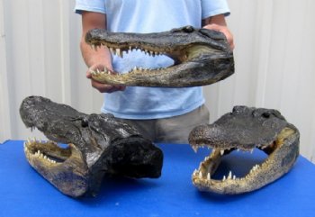 Crocodile and Alligator Products Wholesale