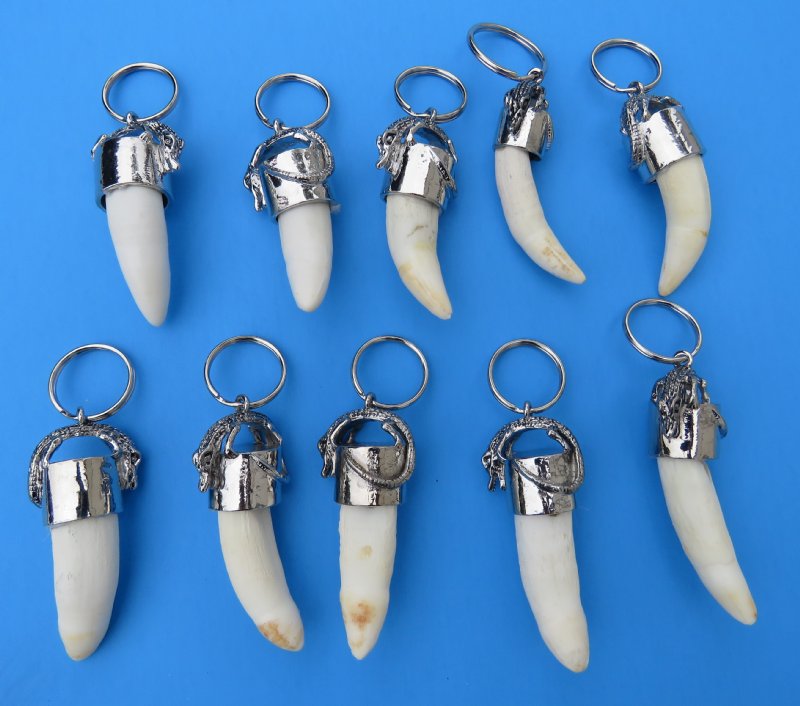 Large Alligator Tooth Key Chain, Key Rings With 1-1/2 to 1-7/8 inches Tooth