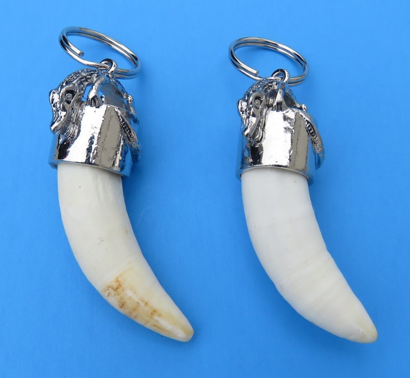 2 to 2-3/4 inches Extra Large Alligator Tooth Key Chain, Key Ring for Sale