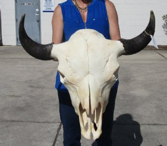 Wholesale North Buffalo for Sale, Bison Skulls